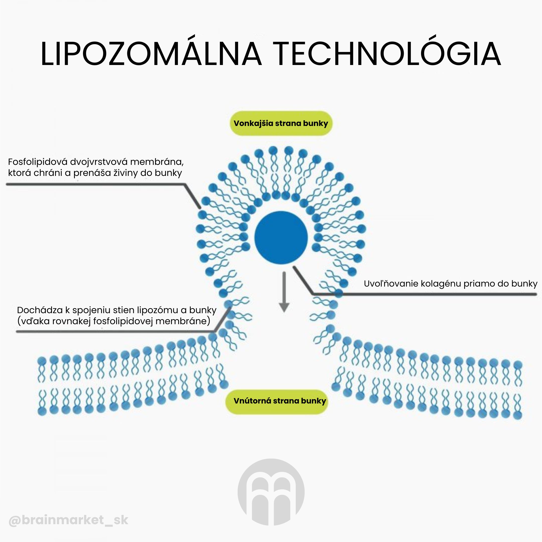 liposomalni technologie_infografika_sk